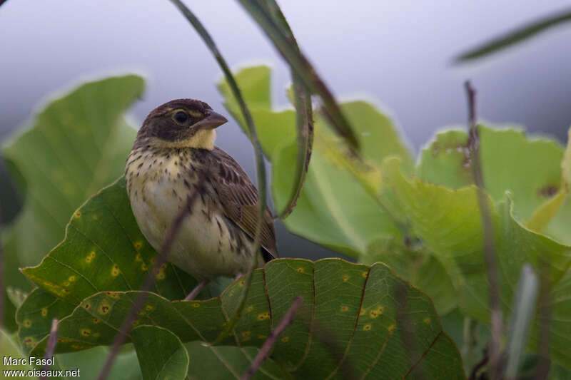 Black-masked Finchjuvenile