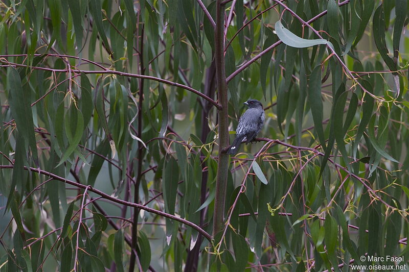 Red-crested Cotingaadult, identification