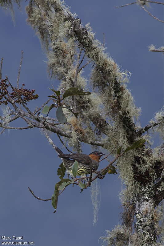 Cotinga à tête rousseadulte