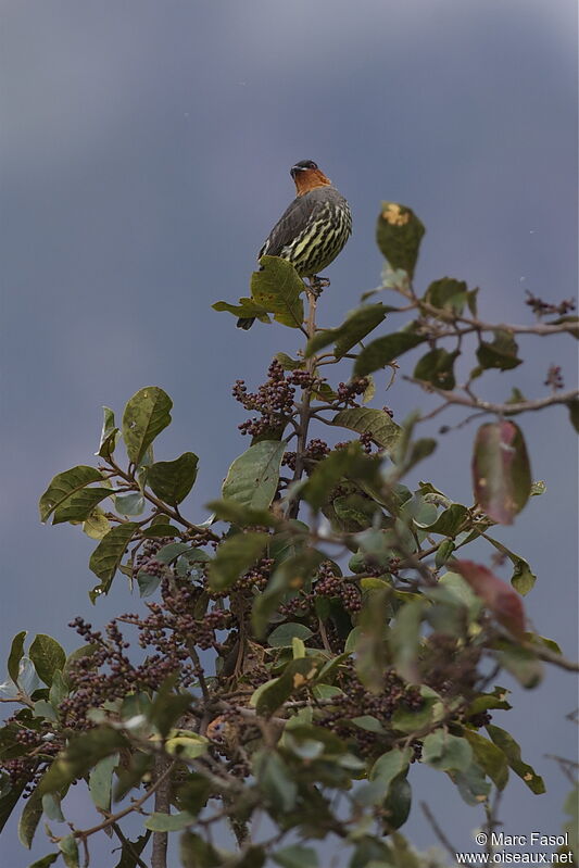 Cotinga à tête rousseadulte, identification