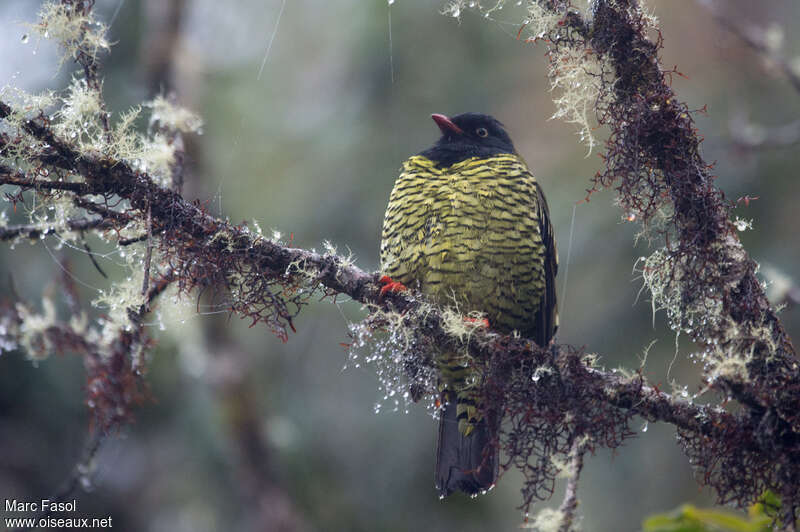 Barred Fruiteater male adult, habitat, pigmentation