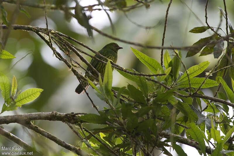 Cotinga de Lubomirsk femelle adulte