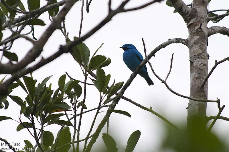 Cotinga des Maynas mâle adulte, identification