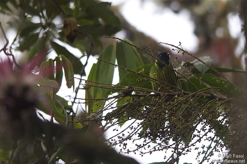 Green-and-black Fruiteater male adult, identification, feeding habits