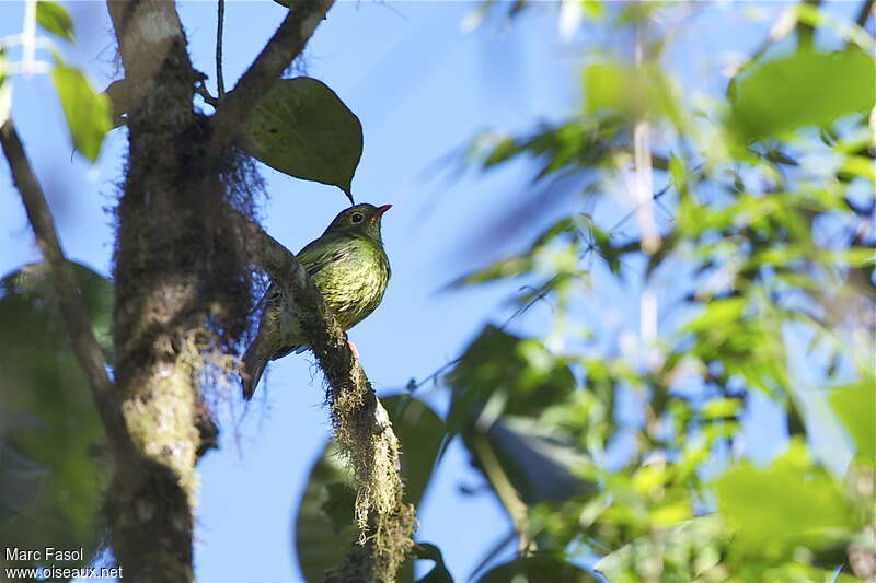 Cotinga vert et noir femelle adulte, identification