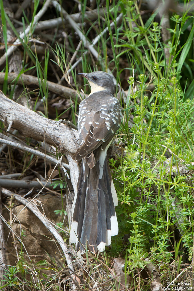 Coucou geai femelle adulte, identification
