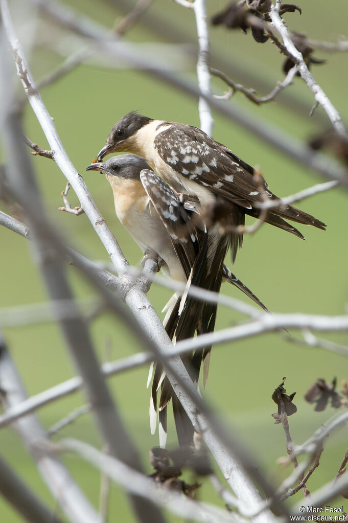 Great Spotted Cuckooadult breeding, mating.