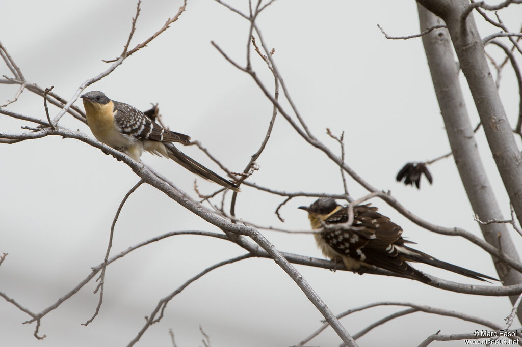 Great Spotted Cuckooadult breeding