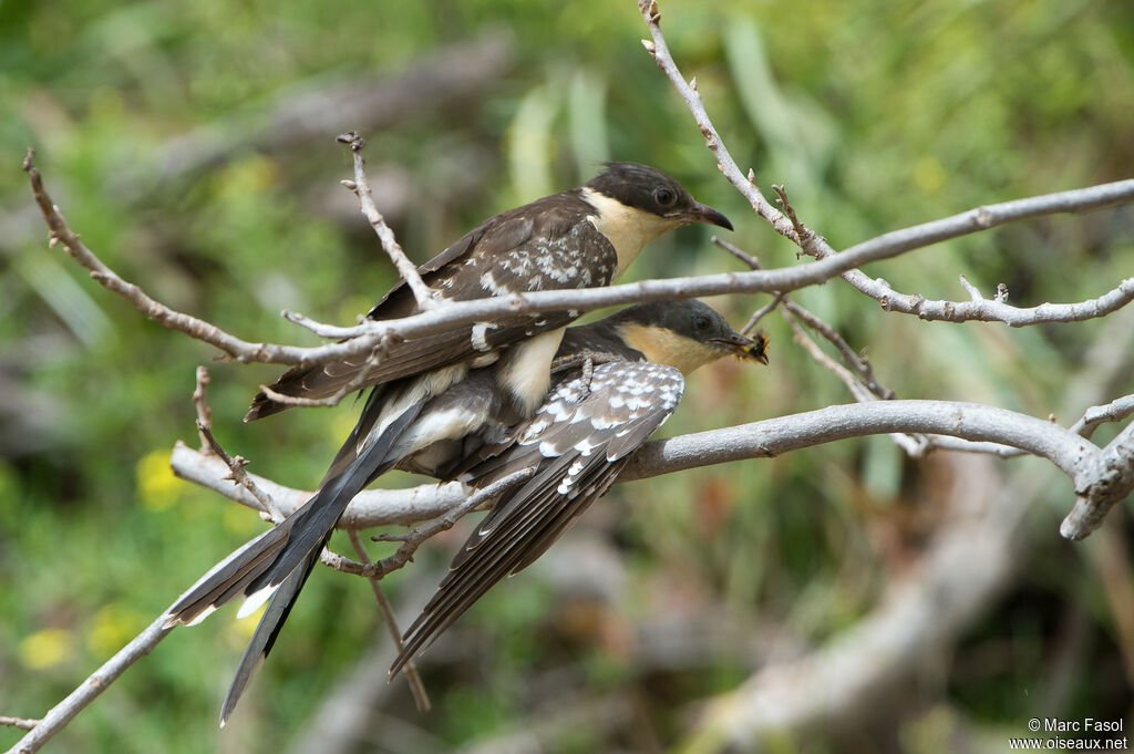 Coucou geaiadulte nuptial, régime, accouplement.