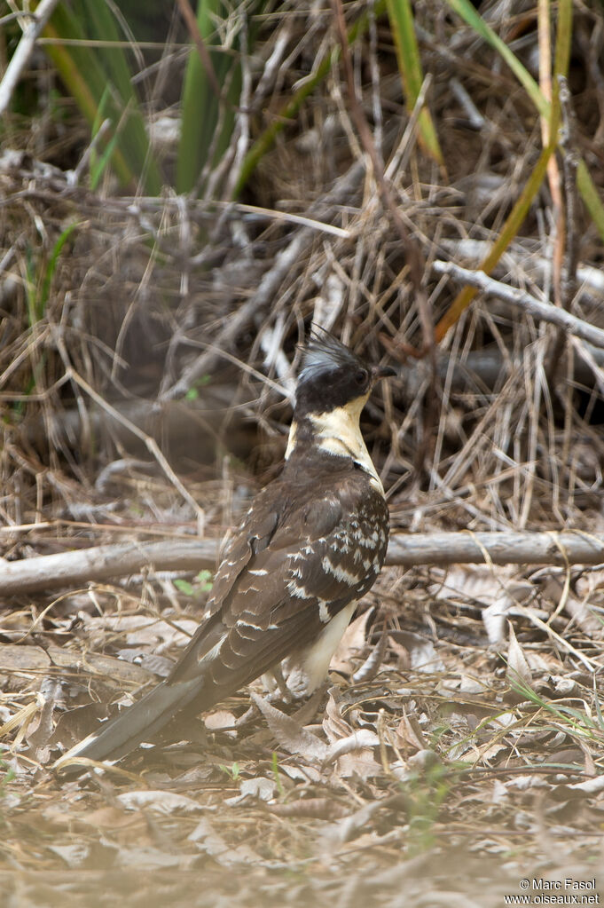 Coucou geai mâle adulte, identification, pêche/chasse