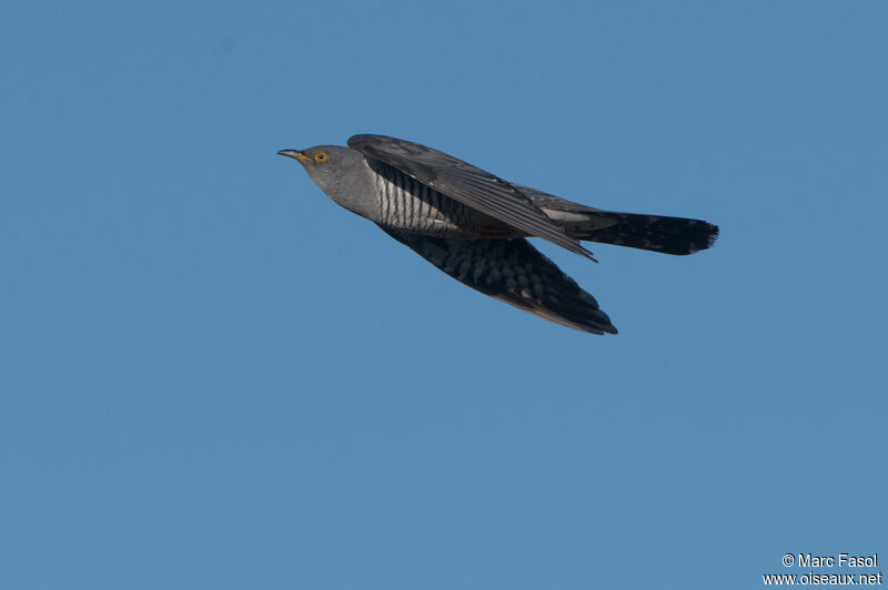 Common Cuckoo male adult, Flight