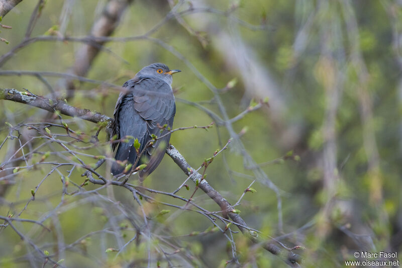 Common Cuckoo male adult breeding, identification