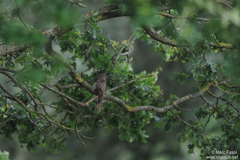 Common Cuckoojuvenile, identification