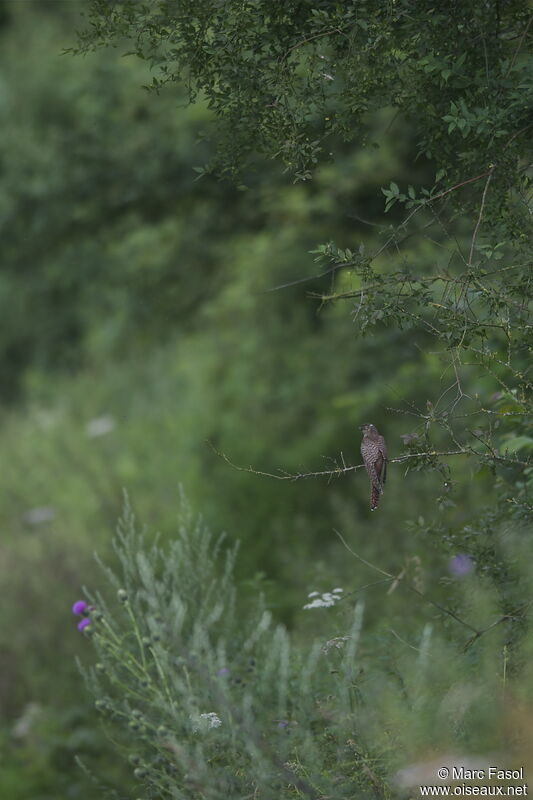 Common Cuckoojuvenile, identification, Behaviour