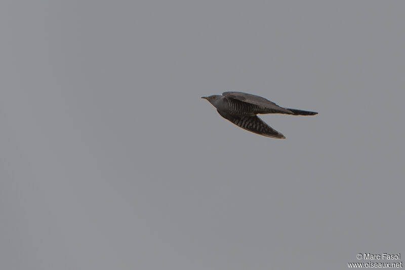 Common Cuckoo male adult, Flight