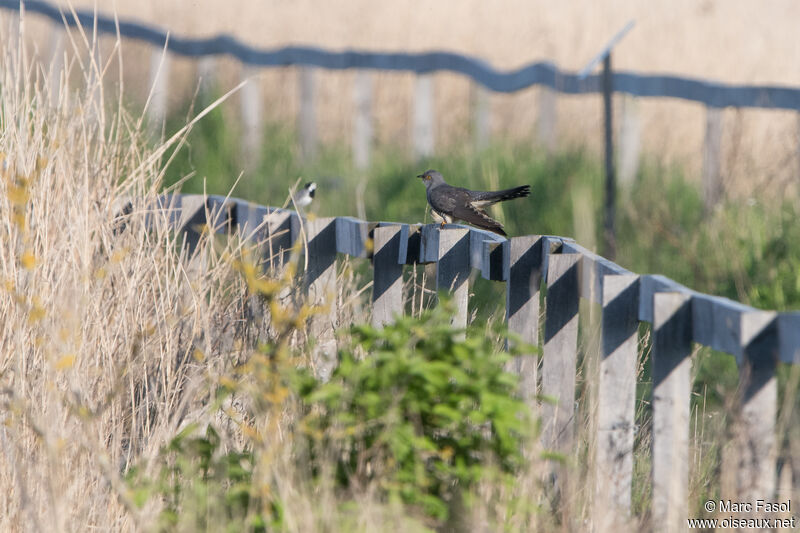 Common Cuckooadult