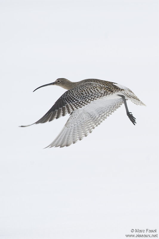 Eurasian Curlewadult, Flight