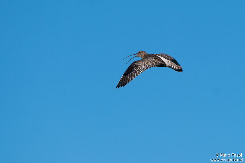 Eurasian Curlewadult breeding, identification