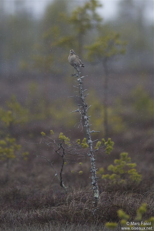 Courlis corlieuadulte, identification, Comportement