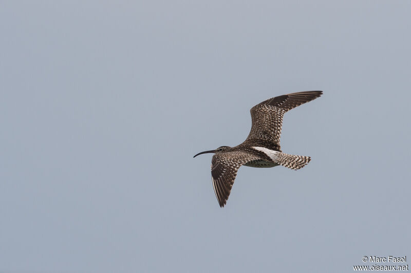 Eurasian Whimbreladult post breeding, Flight