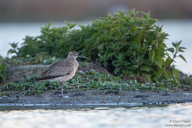 Courlis corlieuadulte, identification