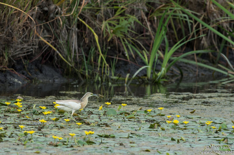 Crabier cheveluadulte nuptial, identification, Comportement