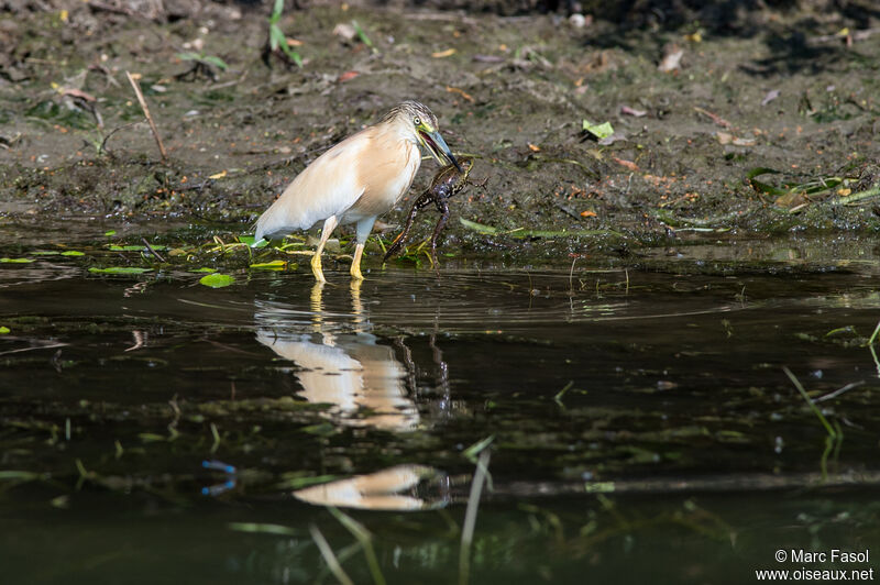 Squacco Heronadult breeding, identification, feeding habits