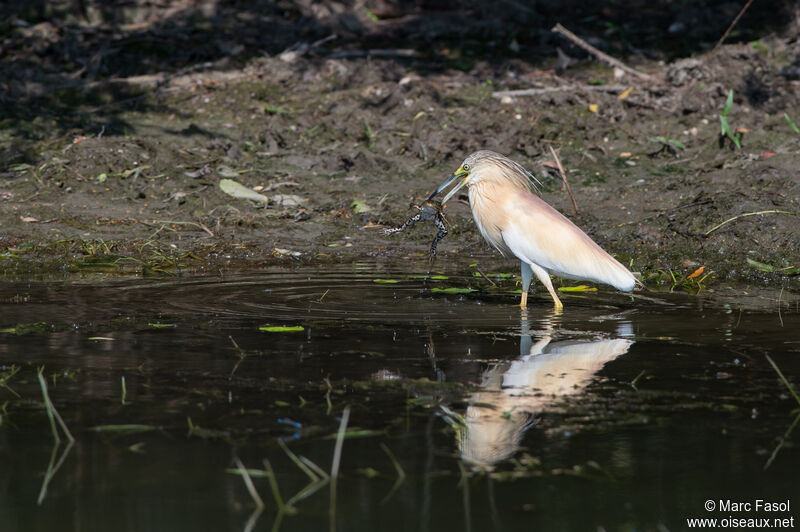 Squacco Heronadult breeding, identification, feeding habits, Behaviour