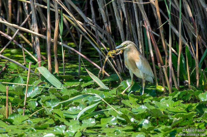 Crabier cheveluadulte, identification, régime, mange