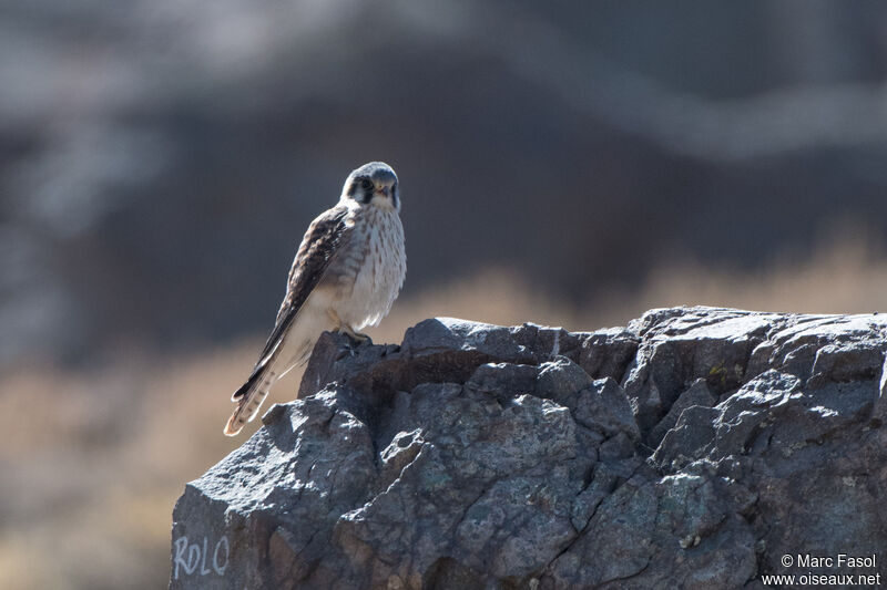 American Kestrel female adult, identification