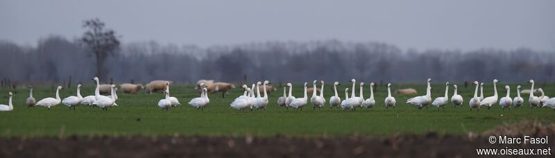 Cygne de Bewick, identification, Comportement