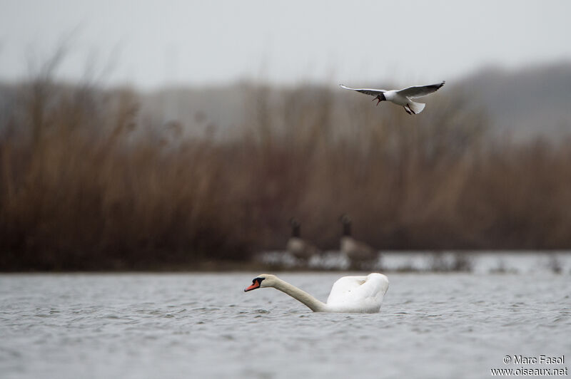 Cygne tuberculéadulte