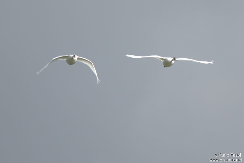 Cygne tuberculéadulte internuptial, Vol