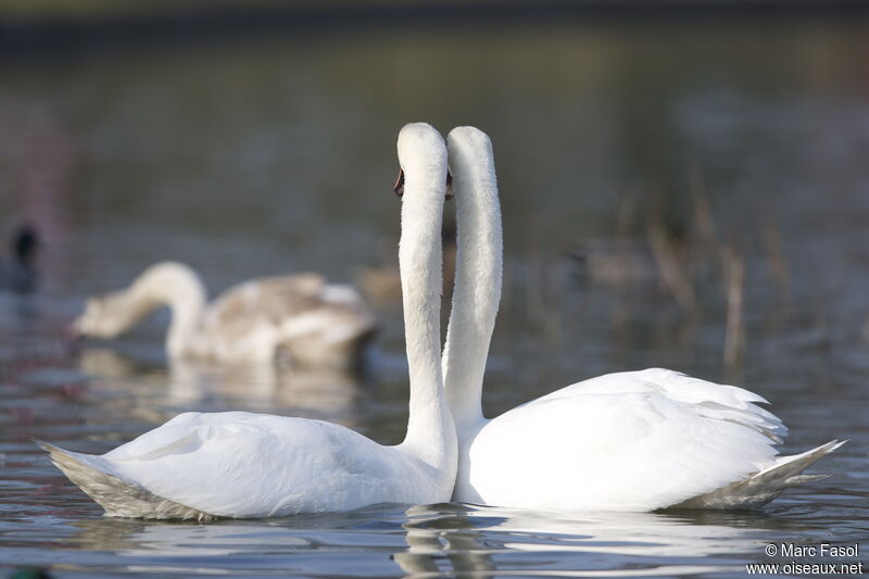 Cygne tuberculé adulte nuptial, Comportement