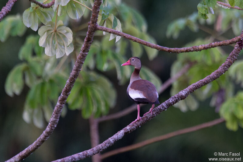 Black-bellied Whistling Duckadult