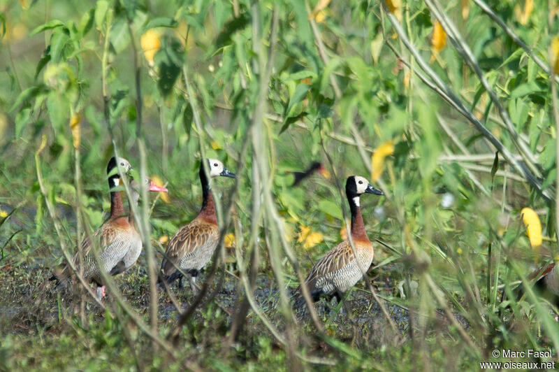 Dendrocygne veufadulte