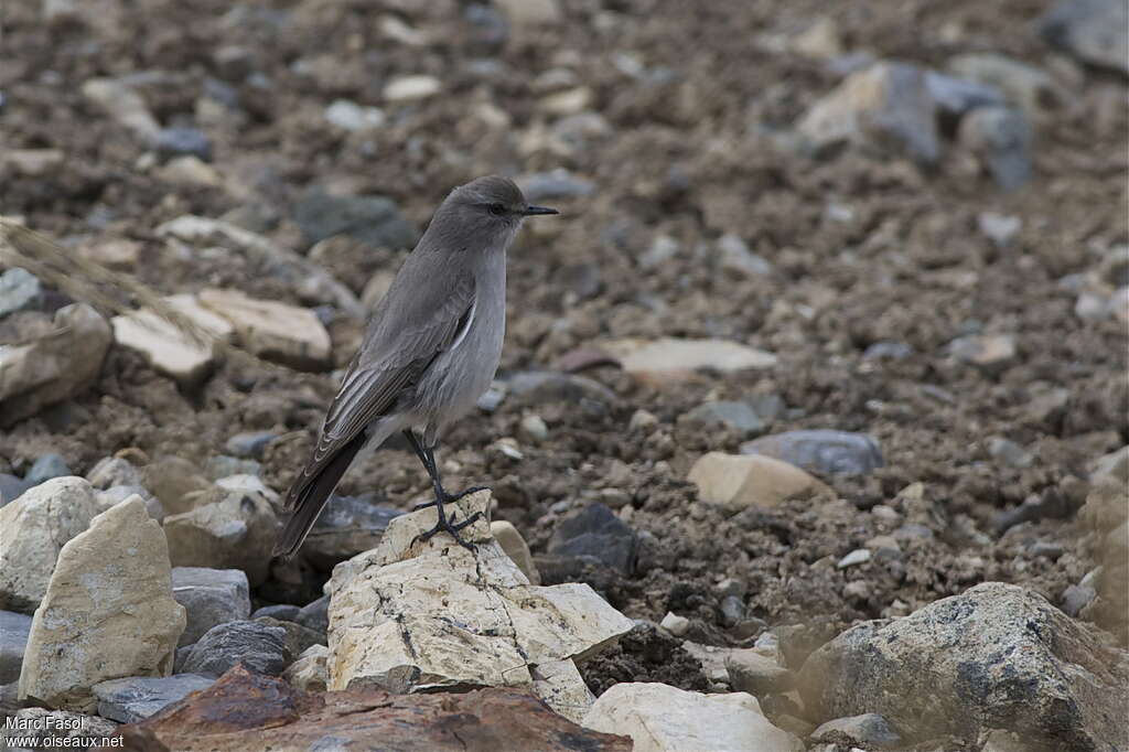Dormilon gris
