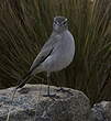 Dormilon gris