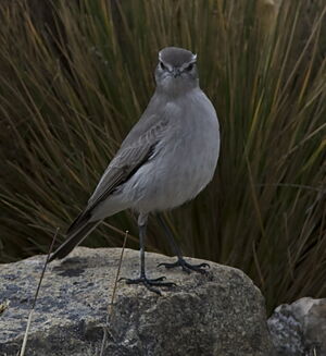 Dormilon gris