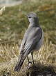 Dormilon gris