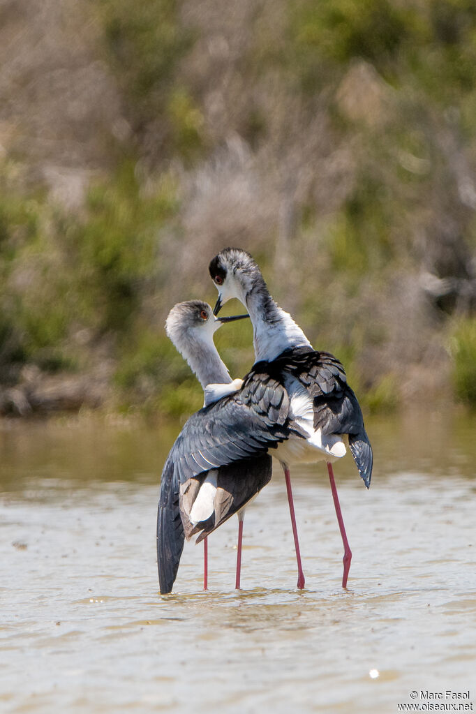 Black-winged Stiltadult breeding, courting display, mating.