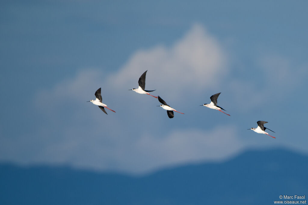 Black-winged Stiltadult, Flight
