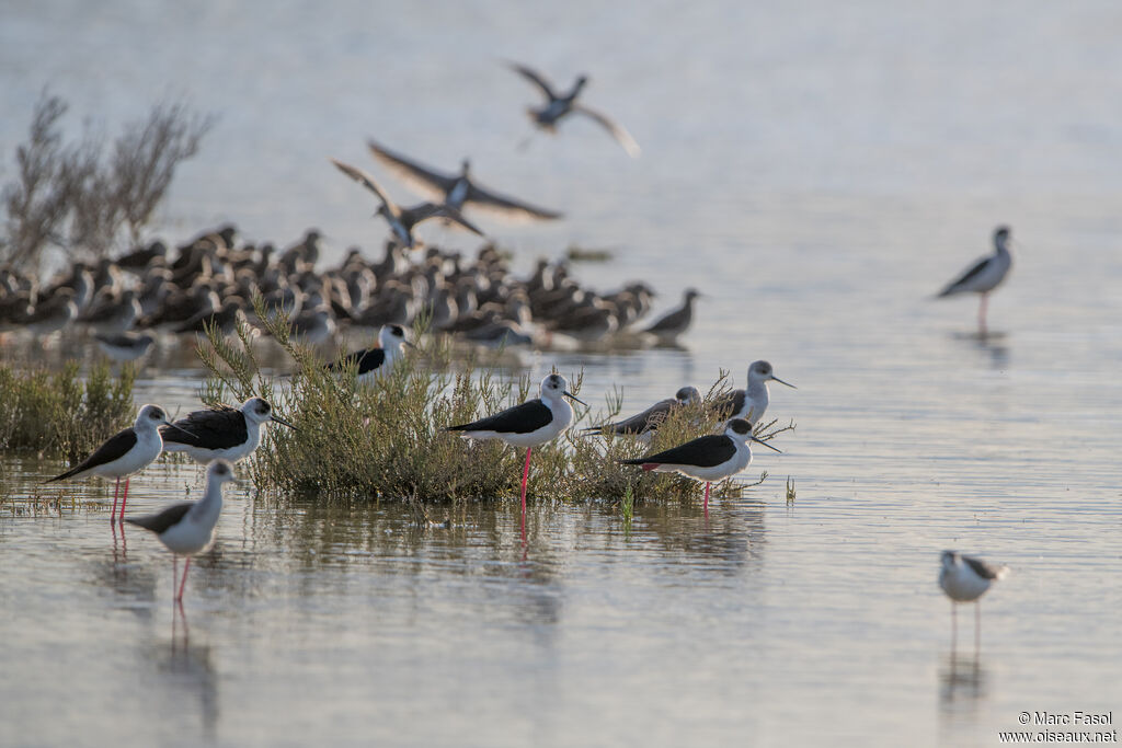 Black-winged Stilt, habitat