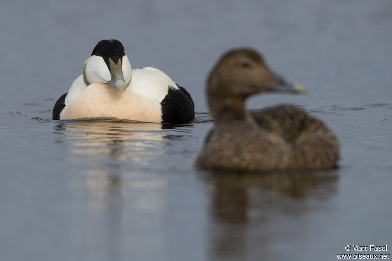 Common Eideradult breeding