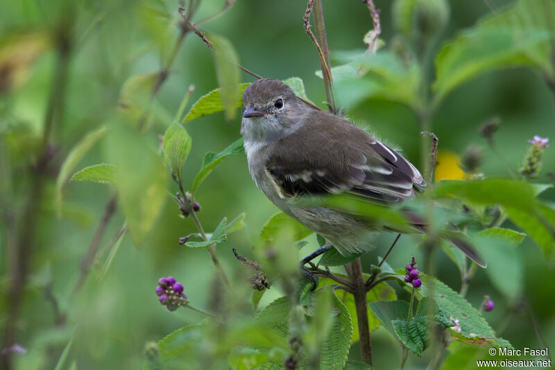 Small-billed Elaeniaadult, identification