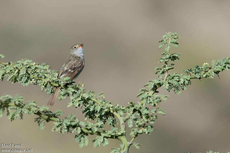 Élénie à bec courtadulte, identification, chant