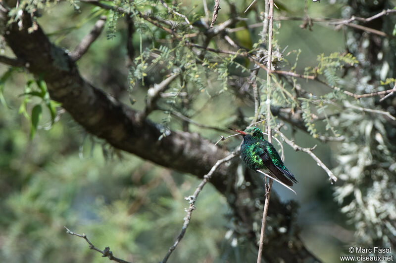 Émeraude splendide mâle adulte, identification