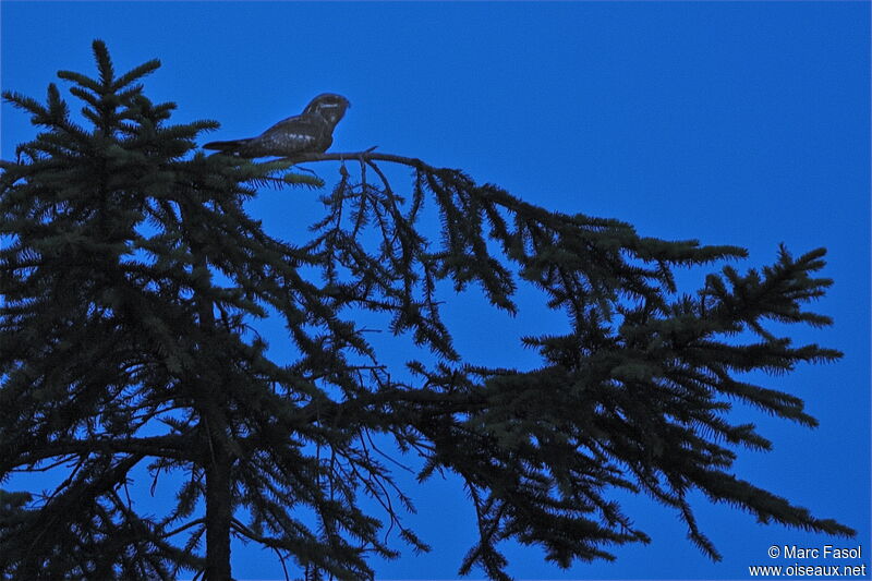 European Nightjar male adult breeding, song