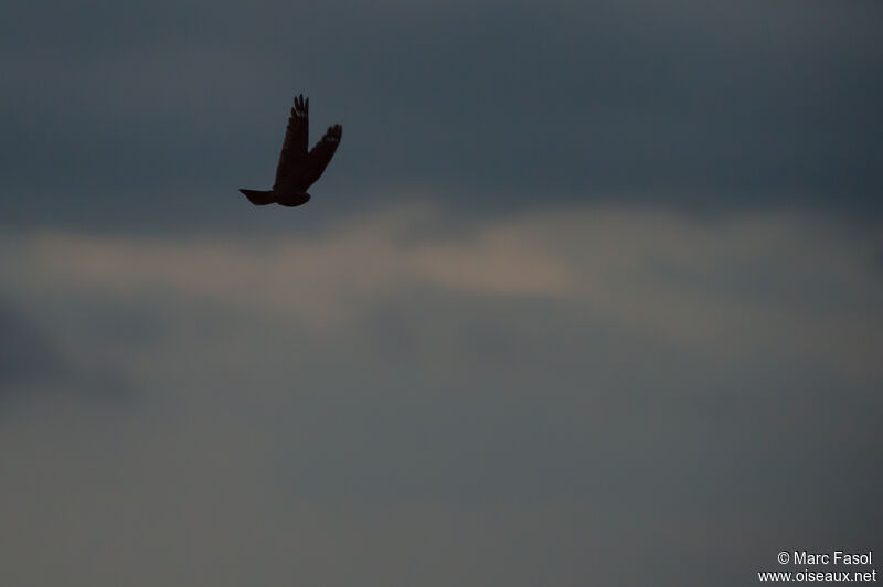 European Nightjaradult breeding, Flight, courting display