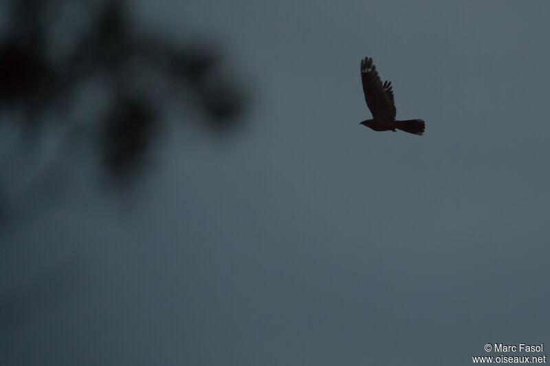 European Nightjaradult breeding, Flight, courting display